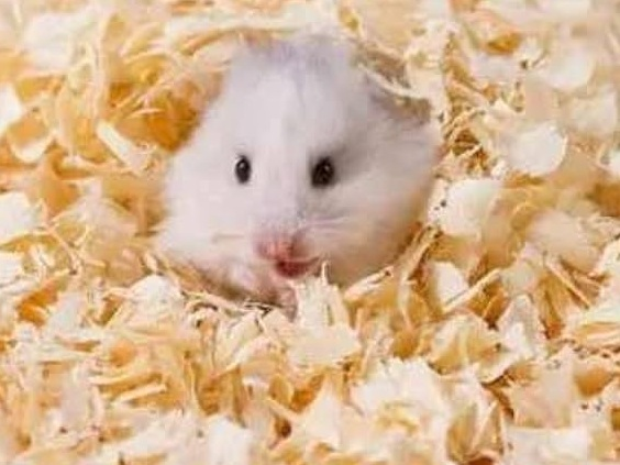 Hamster Snugging In Bedding